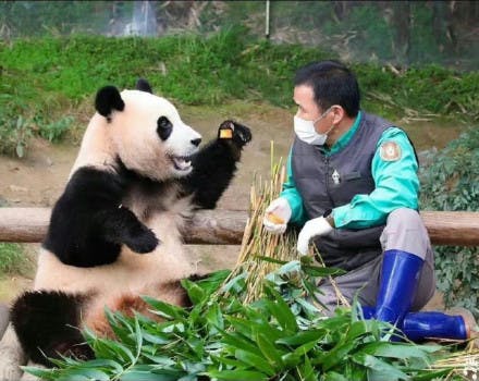旅韩大熊猫福宝将回国相亲