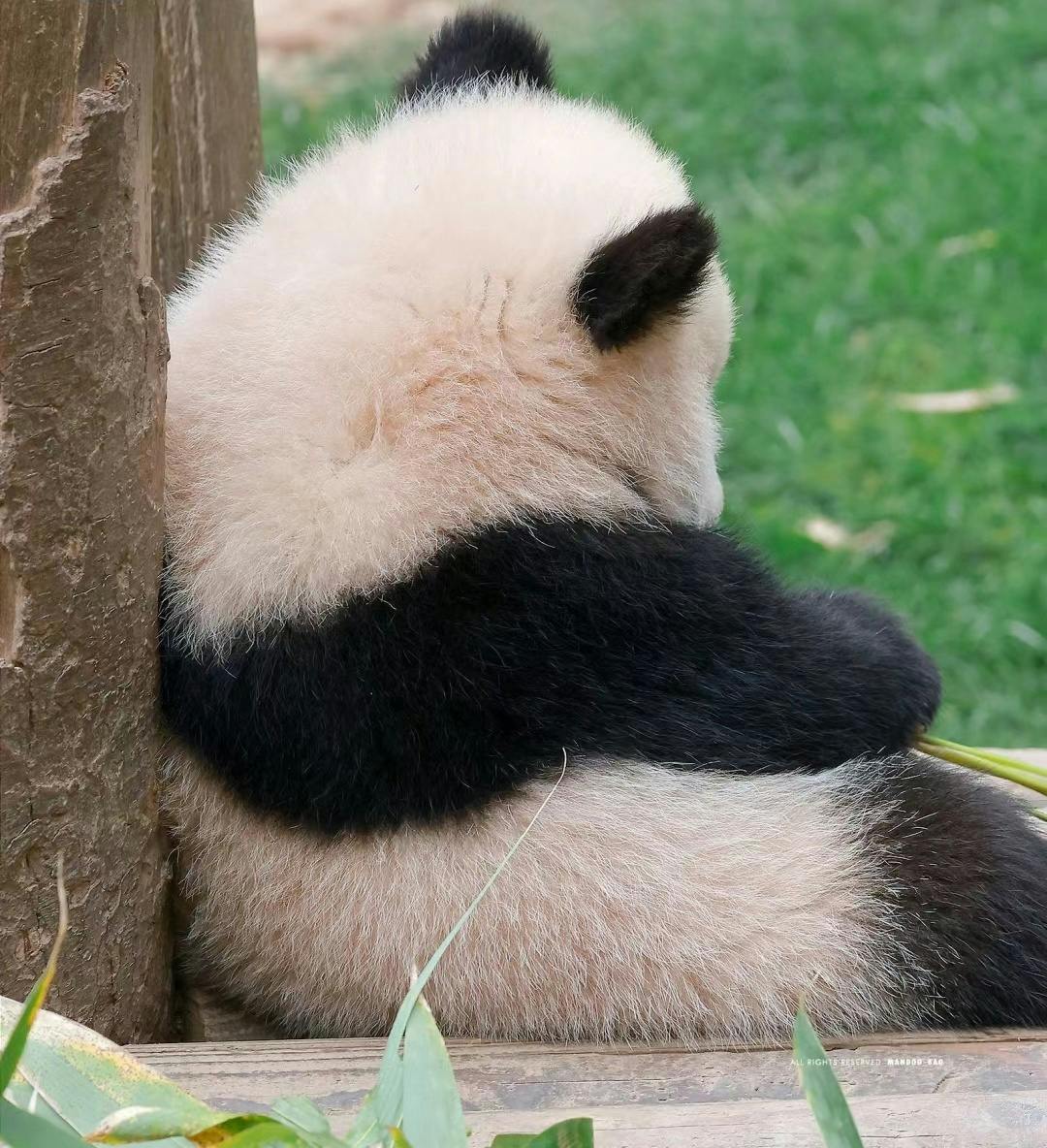 发现一只偷感很重的大熊猫