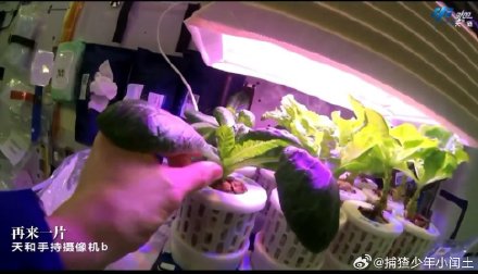 Astronauts are eating fresh vegetables they grew themselves