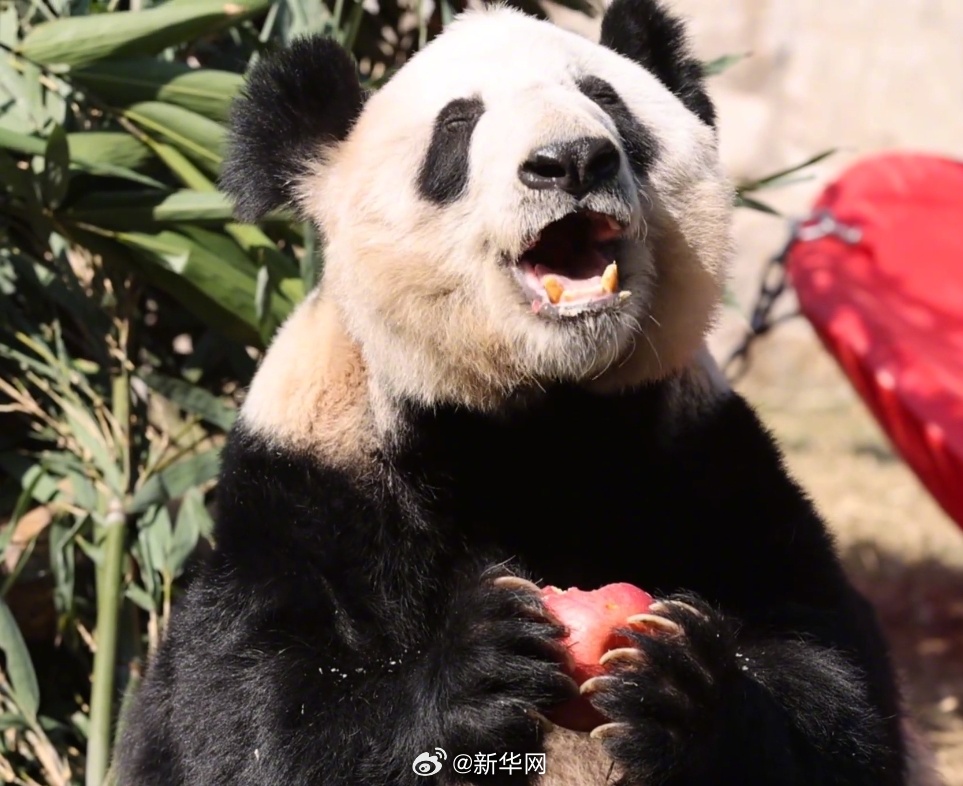 Giant Panda '丫丫' Charms Internet with Apple-Eating Antics