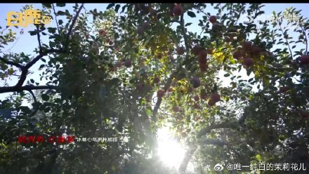 Innovative Farming Techniques in Aksu, Xinjiang Transform Barren Land into Apple Orchards