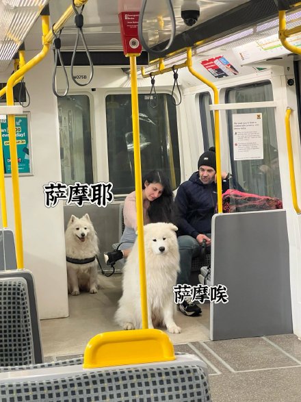 Samoyed 'E' and Its Unique Howl Delight Beijing Subway Riders