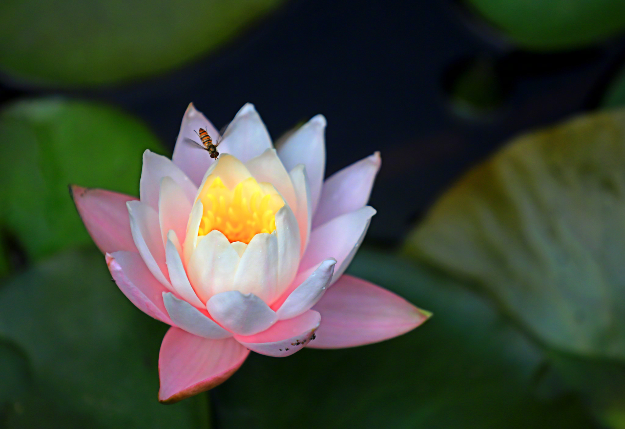 Chinese Social Media Celebrates the Stunning Beauty of Blooming Flowers and Scenic Landscapes
