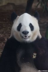 Panda Diplomacy Returns to Washington: Two Chengdu Pandas Will Move to Zoo Atlanta