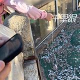 Children With Magnetic Cables Are Fishing Coins Out of Mount Tai's Wishing Pool