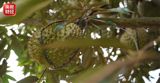 The King of Fruits Takes Root: Yunnan's Homegrown Durian Harvest Goes to Market