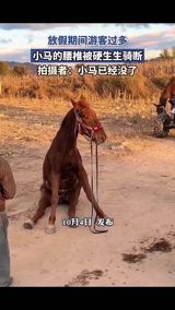 Viral Post Says Holiday Tourists Rode a Scenic Pony Until Its Spine Broke