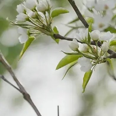 Vibrant Voices on Weibo: From Butterfly Migrations to Fashion Frenzies, Users Share Their Thoughts